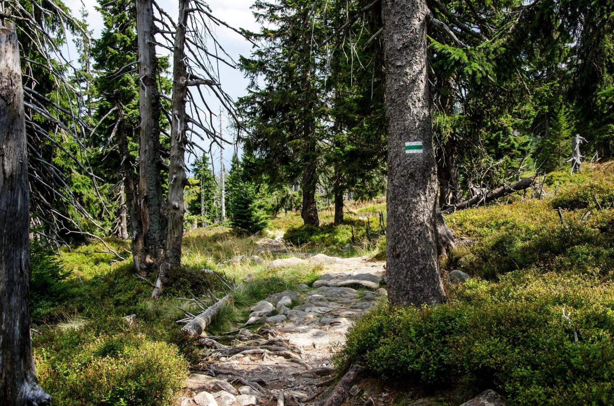 Elements Hotel&Spa Świeradów-Zdrój Dış mekan fotoğraf The trail near the summit of Mount Si